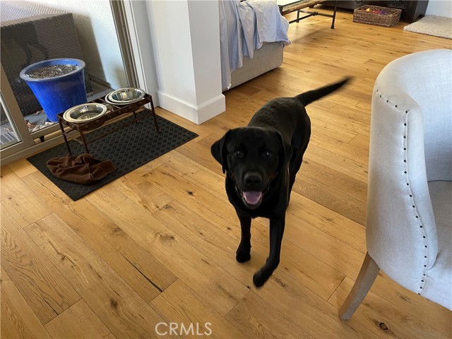 55 Adelfa Street, Rancho Mission Viejo CA: https://media.crmls.org/medias/233a8cc7-435f-4d5a-84c3-d4f6e695f077.jpg