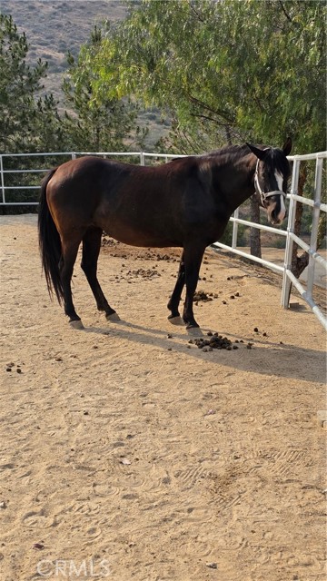 Detail Gallery Image 13 of 15 For 32360 Navajo Springs, Wildomar,  CA 92595 - 3 Beds | 3 Baths