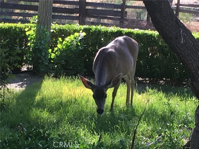Image 19 of 24 For 3470 Ranchita Cyn Rd