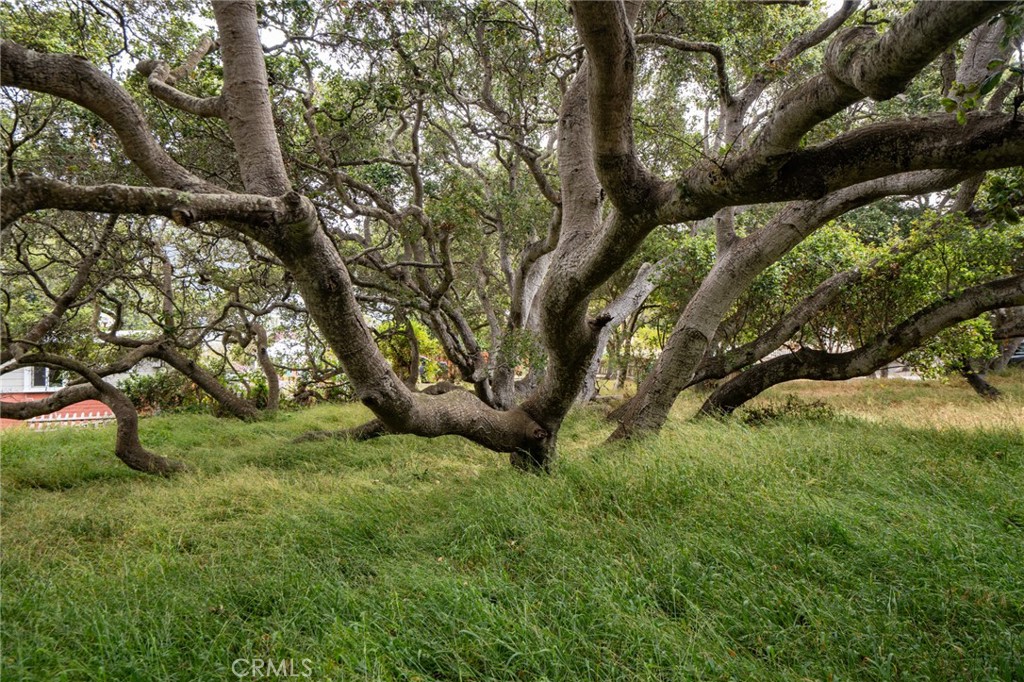 MLS #SC25145989 image #12