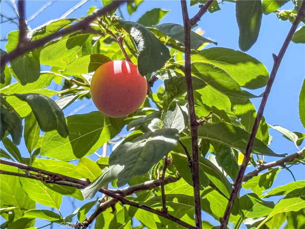 https://media.crmls.org/medias/24d9e653-60a8-43d0-845b-ad44601f2897.jpg?preset=X-Large