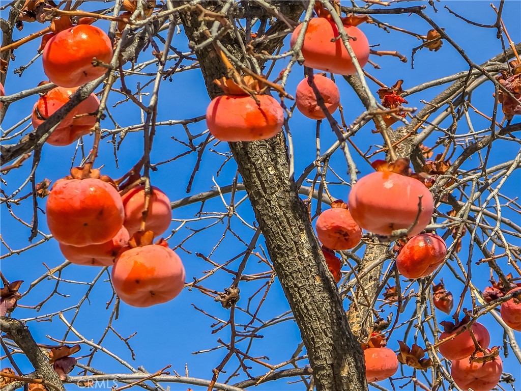 https://media.crmls.org/medias/2505a54d-ae07-49cb-a0fc-1b575c4e83b3.jpg?preset=X-Large