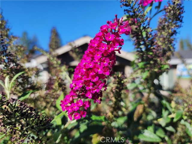 Detail Gallery Image 41 of 48 For 13685 W Park Dr, Magalia,  CA 95954 - 3 Beds | 2 Baths