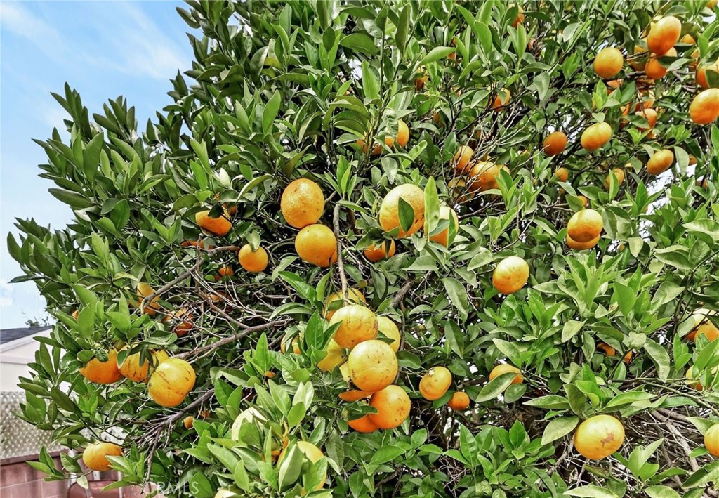https://media.crmls.org/medias/251bd4e1-0833-4492-b339-dcaf0268c1a5.jpg?preset=X-Large