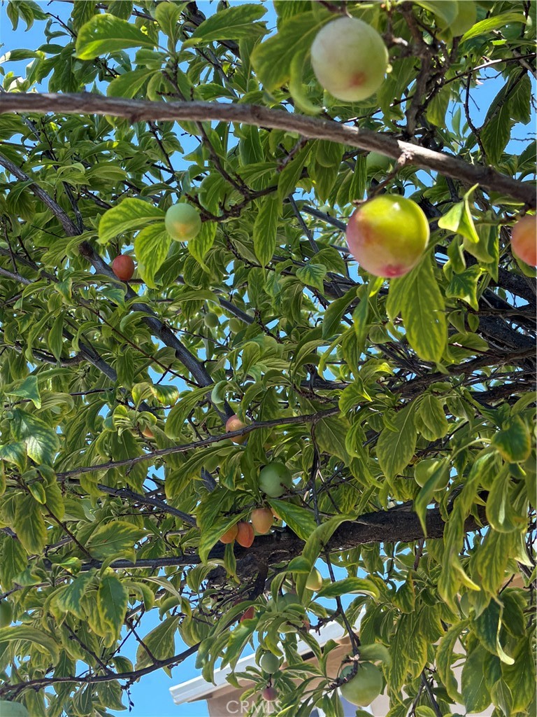 https://media.crmls.org/medias/253b70a8-d5d7-4b25-a9ea-b40c011dc62a.jpg?preset=X-Large