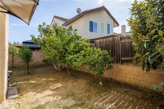 Backyard - Fruit trees