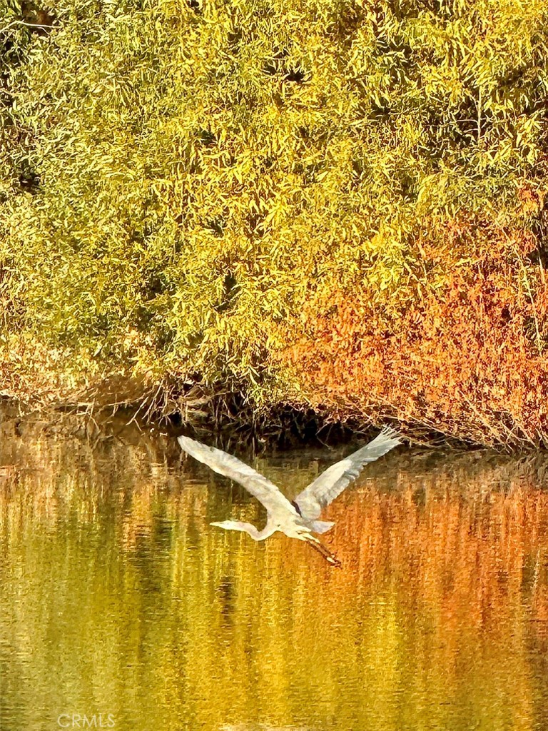 https://media.crmls.org/medias/25be0795-bff8-4d16-8fe8-90720c6c55e9.jpg?preset=X-Large