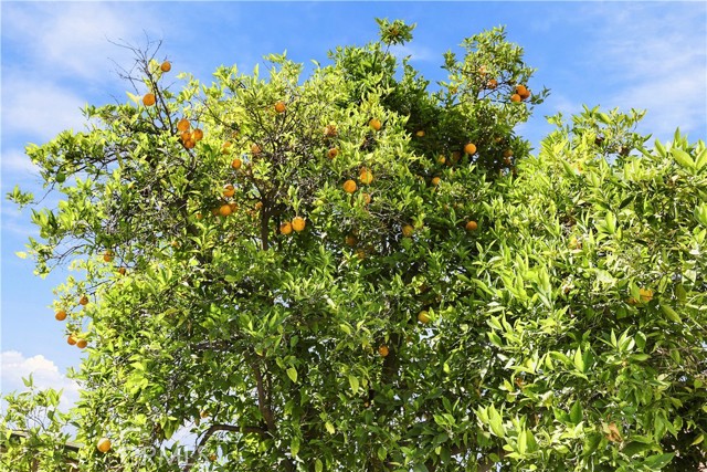 Again those tasty and very juciy oranges! Again those tasty and very juciy oranges!