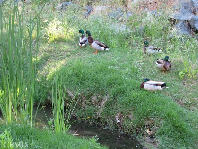 Detail Gallery Image 30 of 38 For 859 Ronda Mendoza #D,  Laguna Woods,  CA 92637 - 2 Beds | 2 Baths
