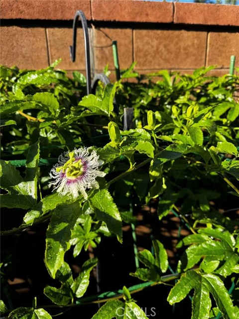 Detail Gallery Image 45 of 52 For 3 Ardmore, Irvine,  CA 92602 - 3 Beds | 2/1 Baths