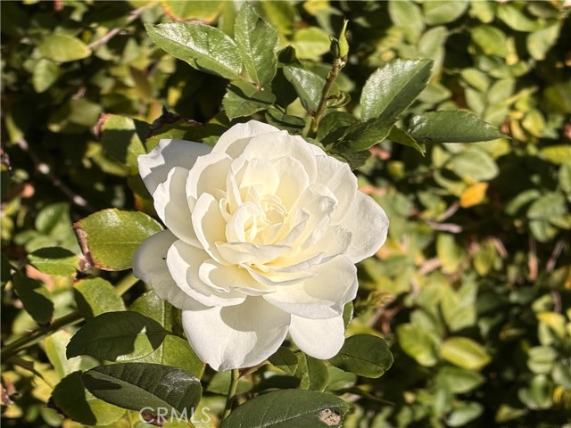 Detail Gallery Image 64 of 71 For 46302 Lone Pine Dr, Temecula,  CA 92592 - 4 Beds | 3 Baths