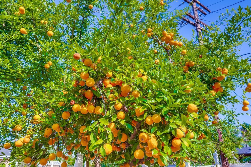 https://media.crmls.org/medias/293691bc-bdd2-4ff9-99dd-411cba7402e4.jpg?preset=X-Large