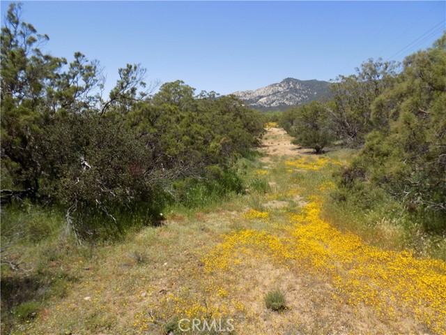 37920 Tripp Flats Road, Anza, CA, 92539 37920 Tripp Flats Road, Anza, CA, 92539