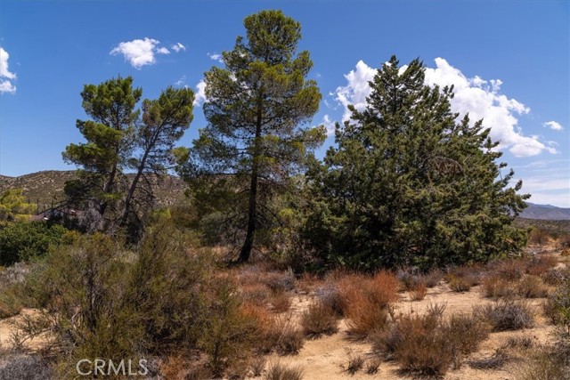 Detail Gallery Image 61 of 75 For 61826 Spanish Dagger Ln, Anza,  CA 92539 - 2 Beds | 2 Baths