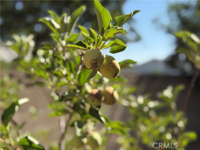 26316 Brandywine Drive, Menifee CA: https://media.crmls.org/medias/29c9edf1-34af-4277-a30c-e5e8f3460634.jpg