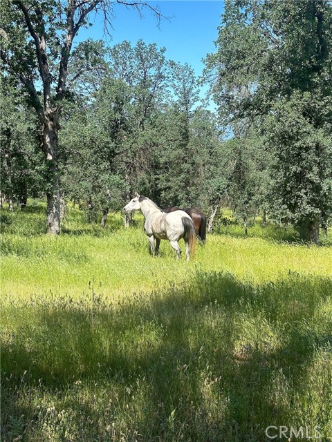 Detail Gallery Image 69 of 74 For 18020 Benson Rd, Cottonwood,  CA 96022 - 3 Beds | 3 Baths