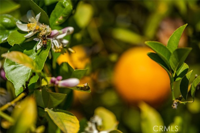 Citrus everywhere!