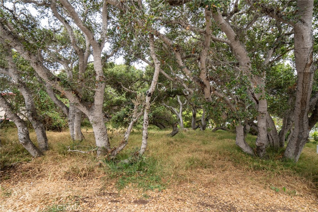 MLS #SC25145989 image #4