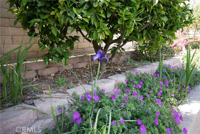 A walking path that winds around the house with shrubs, flowers and bushes surrounding it.