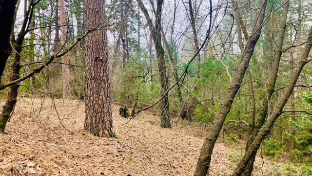 Detail Gallery Image 5 of 35 For 4920 Tippitoe, Forest Ranch,  CA 95942 - 4 Beds | 2/1 Baths