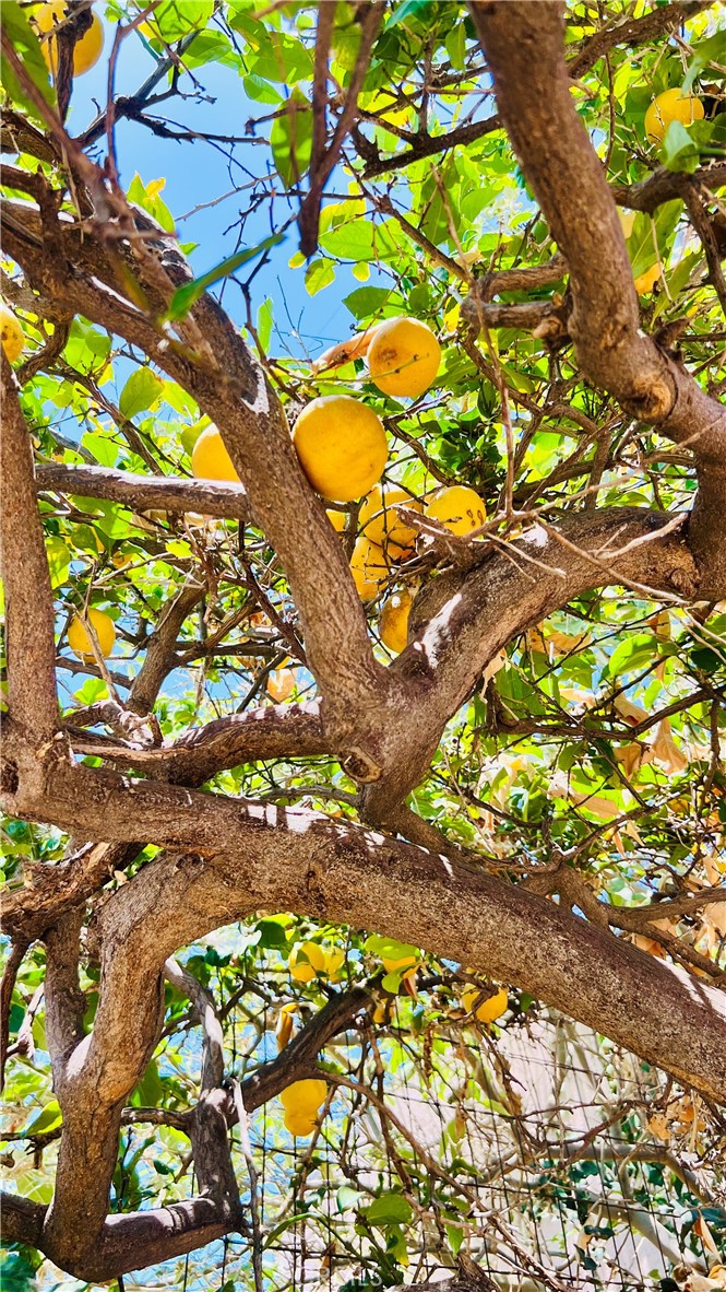 https://media.crmls.org/medias/2c048b39-661f-4942-9ae5-79b7f1e96374.jpg?preset=X-Large