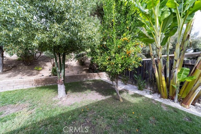 Lemon, Lime, Jujubee and Mandarin Fruit Trees