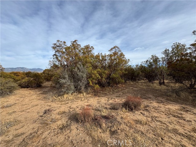 Detail Gallery Image 8 of 12 For 59255 Breiner Valley Rd, Anza,  CA 92539 - – Beds | – Baths