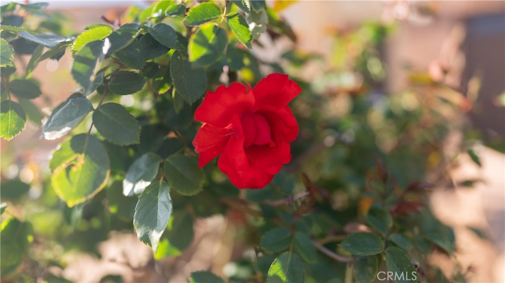 https://media.crmls.org/medias/2c944d4f-6355-4de1-a1e7-01bda0c0e35e.jpg?preset=X-Large