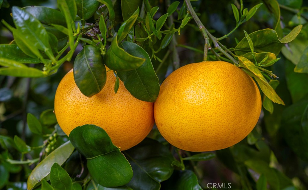 https://media.crmls.org/medias/2d27221b-4161-4a84-ba50-e6778065fdc3.jpg?preset=X-Large
