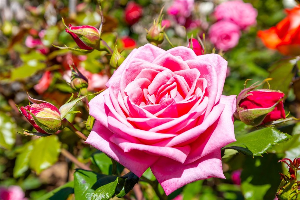 https://media.crmls.org/medias/2dcab16c-dd33-4f36-9483-7935190b4b13.jpg?preset=X-Large