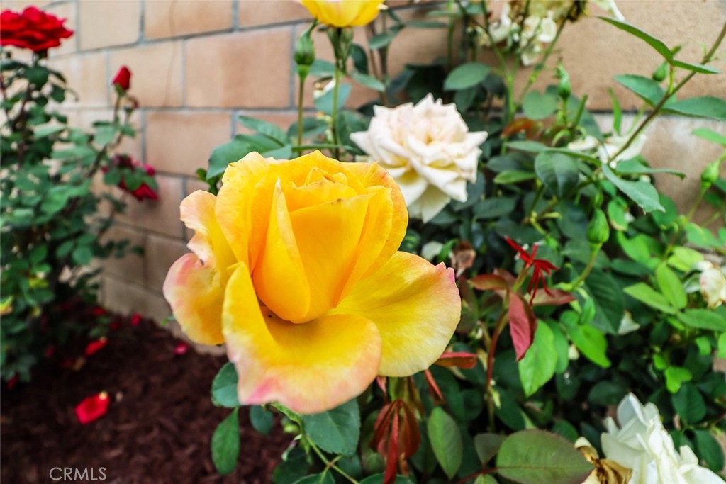 https://media.crmls.org/medias/2e6961a9-8eb4-43ad-a6ab-5c967bcf2639.jpg?preset=X-Large