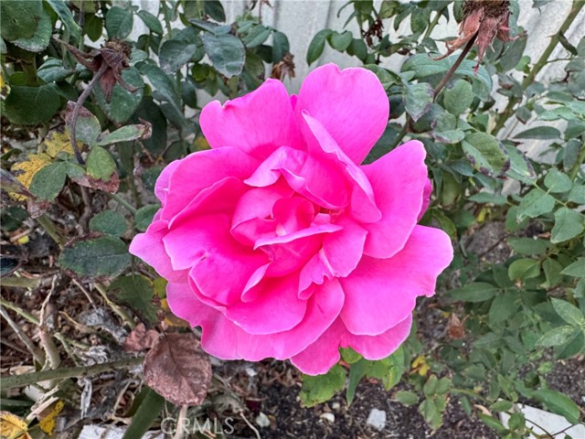 Detail Gallery Image 36 of 37 For 15909 Vincennes St, North Hills,  CA 91343 - 3 Beds | 2/1 Baths