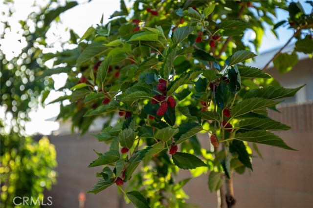 Detail Gallery Image 40 of 46 For 520 S Adria St, Anaheim,  CA 92802 - 4 Beds | 2 Baths