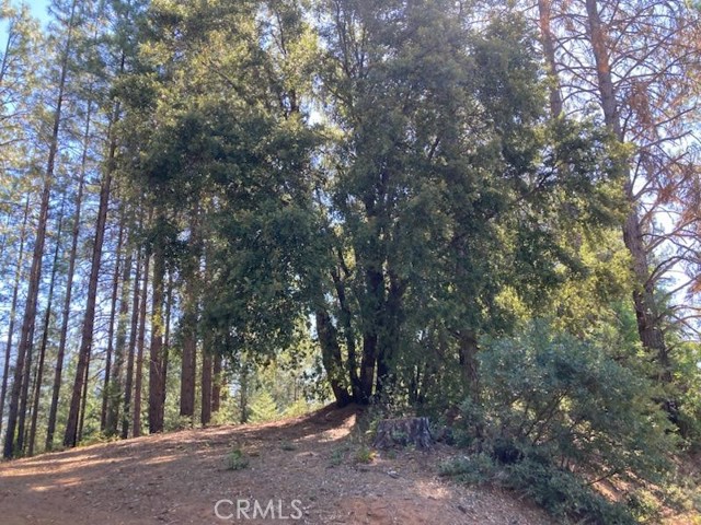 0 Tawny, Lakehead, CA, 96051 0 Tawny, Lakehead, CA, 96051