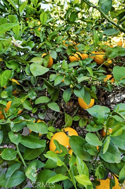 Detail Gallery Image 40 of 47 For 421 Sycamore Avenue, Brea,  CA 92821 - 2 Beds | 2 Baths