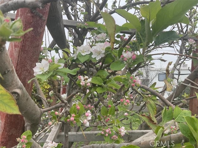 Detail Gallery Image 36 of 37 For 8234 Stonewood, Jurupa Valley,  CA 92509 - 3 Beds | 2 Baths