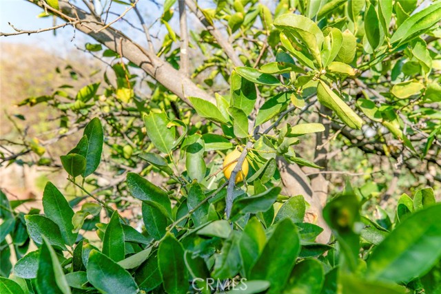 Detail Gallery Image 29 of 29 For 11020 Scoville Ave, Sunland,  CA 91040 - 3 Beds | 2 Baths