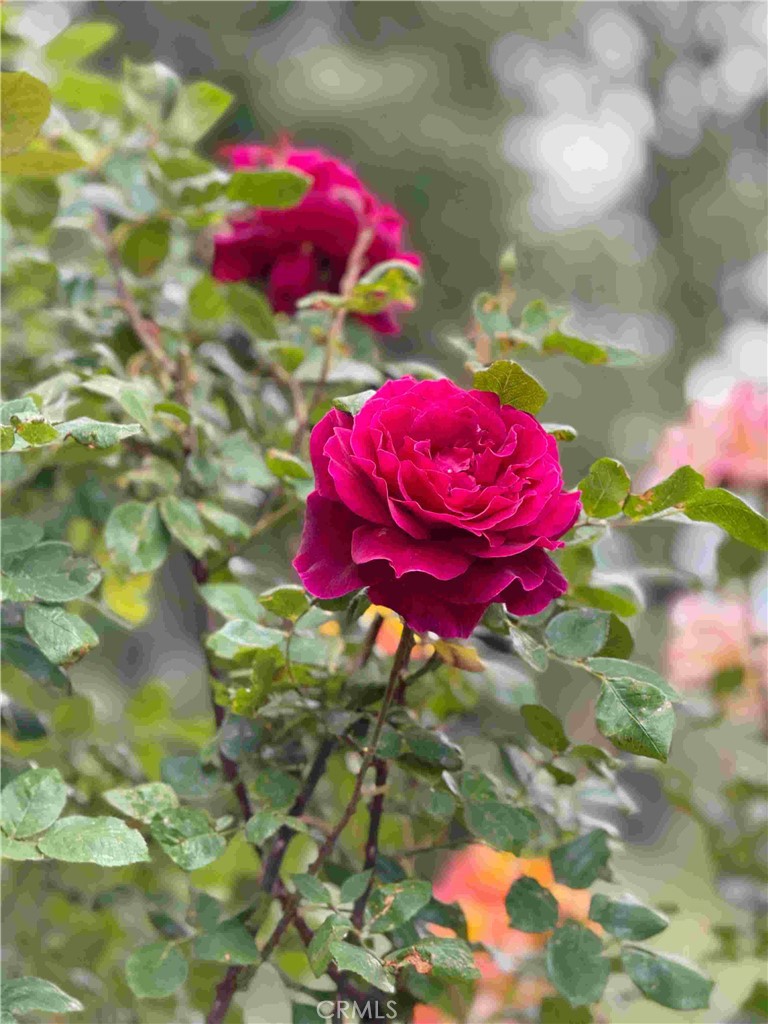 https://media.crmls.org/medias/30d03c2d-9c52-479e-8220-3acc313ac73c.jpg?preset=X-Large