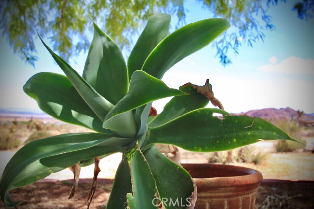 7125 Sunny Vista Road, Joshua Tree CA: https://media.crmls.org/medias/316252bf-b144-4d97-89e3-6ffb44fb38ff.jpg