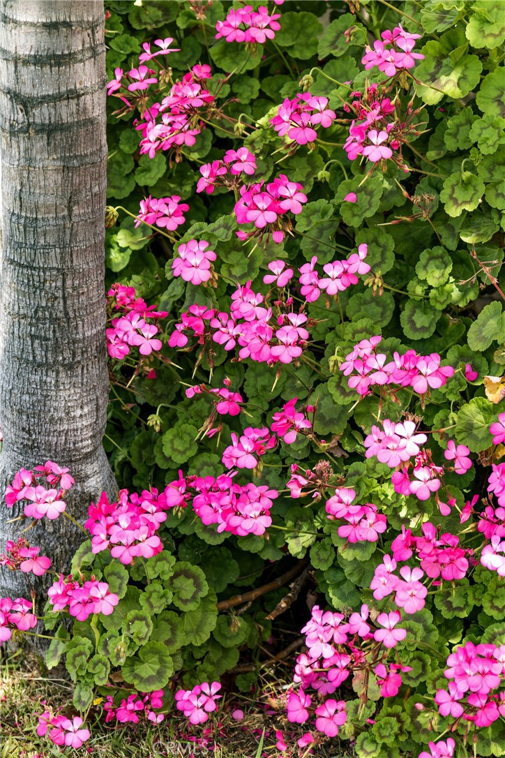 https://media.crmls.org/medias/3173ba5b-b97f-45e0-a4e7-a4377564cc34.jpg?preset=X-Large