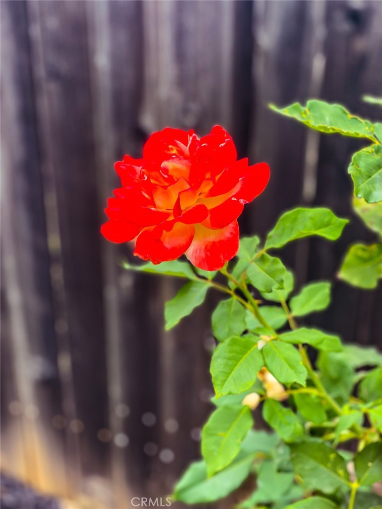 https://media.crmls.org/medias/31fd6572-54dc-4eb5-a187-059363a6bb0d.jpg?preset=X-Large