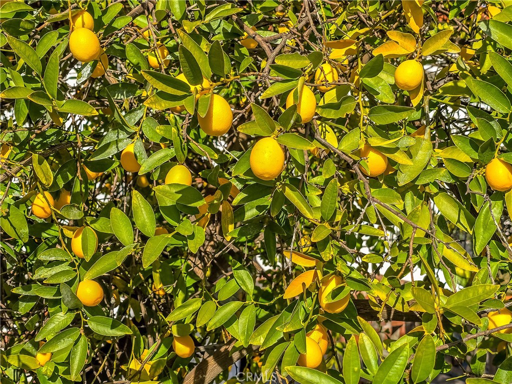 https://media.crmls.org/medias/334f5513-dc6f-4153-8a20-08c2202834eb.jpg?preset=X-Large