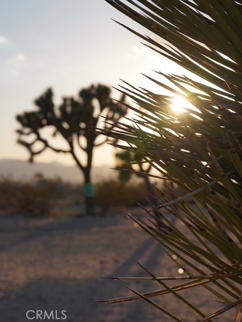 MLS #JT25266809 image #49