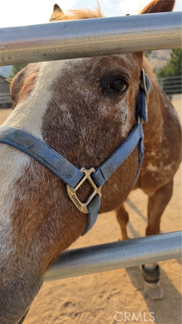 Detail Gallery Image 12 of 15 For 32360 Navajo Springs, Wildomar,  CA 92595 - 3 Beds | 3 Baths