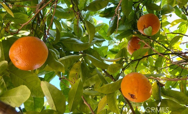 Fresh oranges!