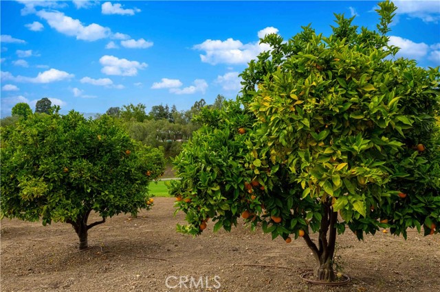 1525 Ramona Drive, Camarillo CA: https://media.crmls.org/medias/345d8457-3a92-4a4d-a042-9138cb90d161.jpg