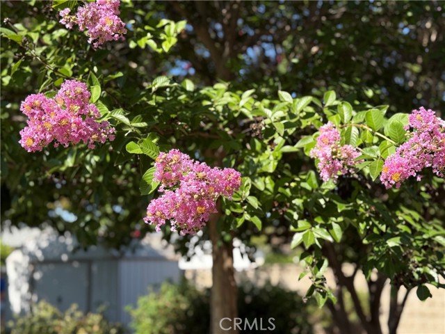 26316 Brandywine Drive, Menifee CA: https://media.crmls.org/medias/347ccfad-80fc-4946-837c-c080c353420c.jpg