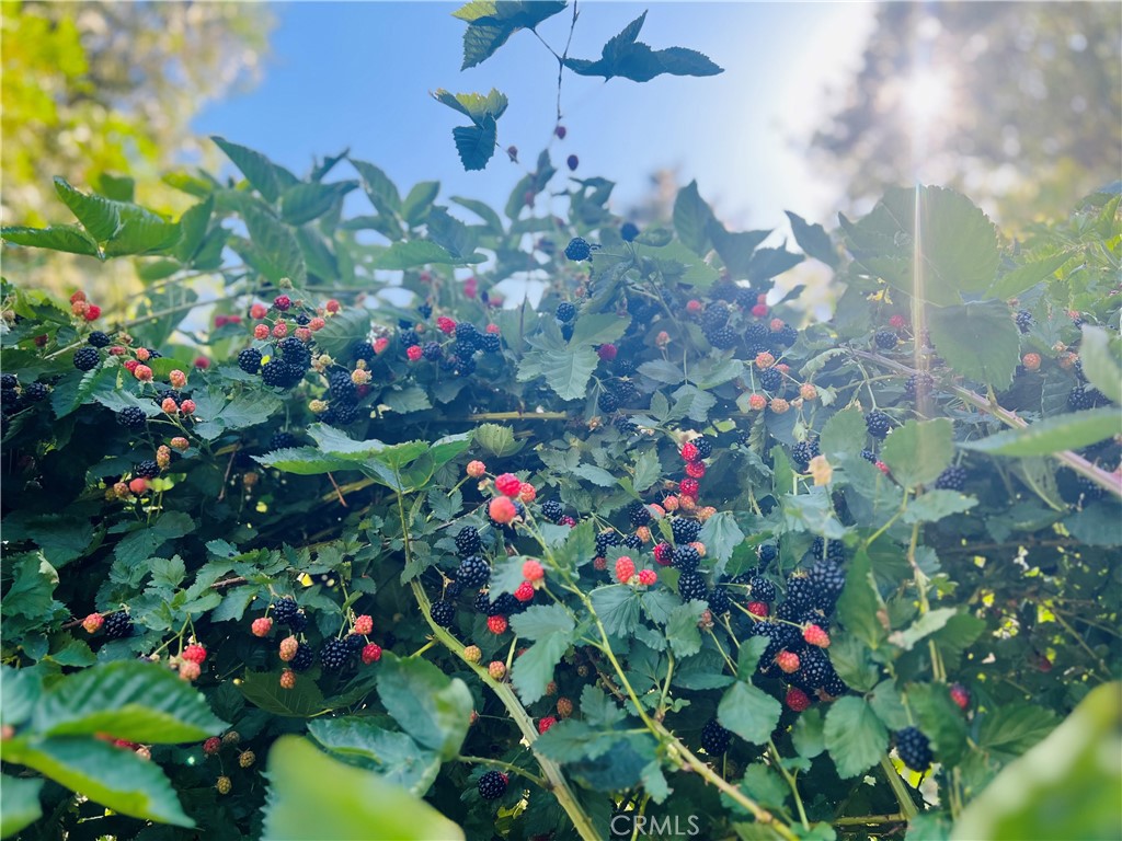 https://media.crmls.org/medias/34d43f2d-eaf2-46f1-8991-db23c7ea99f6.jpg?preset=X-Large