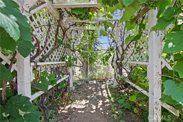 SEASONED GRAPE NAT THAT BEARS GRAPES