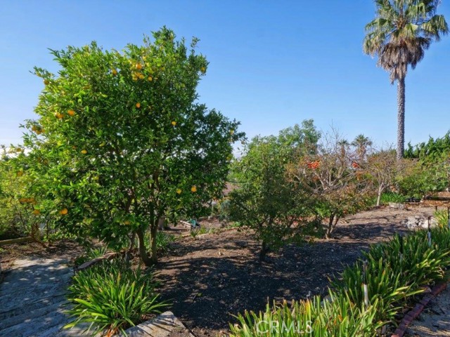 Fruit Trees Area